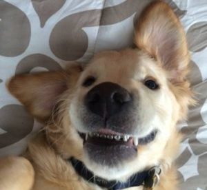 cane con apparecchio e1486298492487