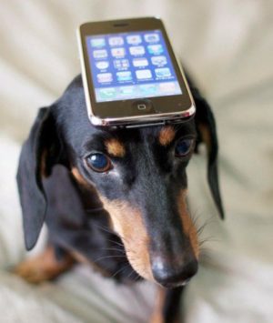 cane e smartphone