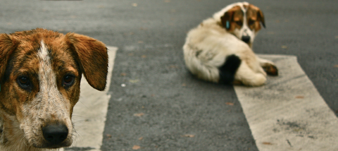 Aidaa, un aiuto concreto ai clochard ed ai loro cani