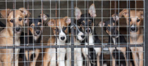 cani in canile e1487892171507