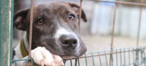 canile 1 e1487351416992