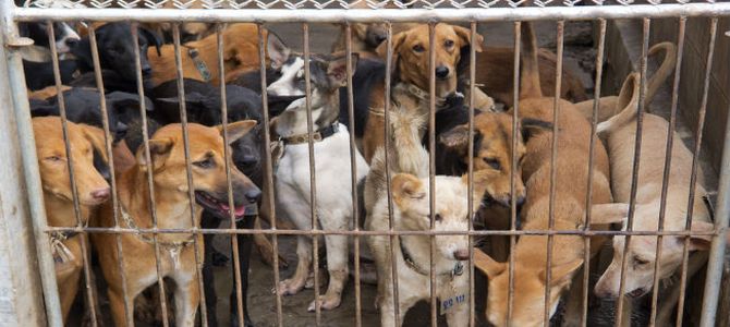 Sequestrato canile alla periferia di Marsala