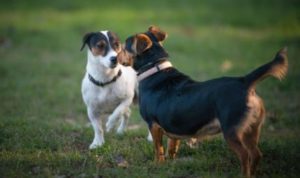 comunicazione cane