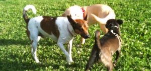 comunicazione cane1 e1488319377393