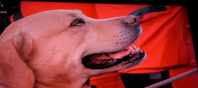 Corto, labrador da Festival