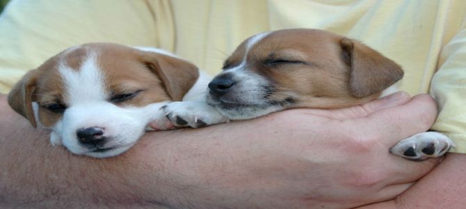 Sequestrato carico di cuccioli a Vicenza