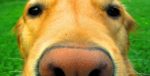 dog nose resize e1488313624870