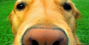 dog nose resize e1488313624870