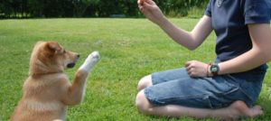 educatore cinofilo1 e1485713169166