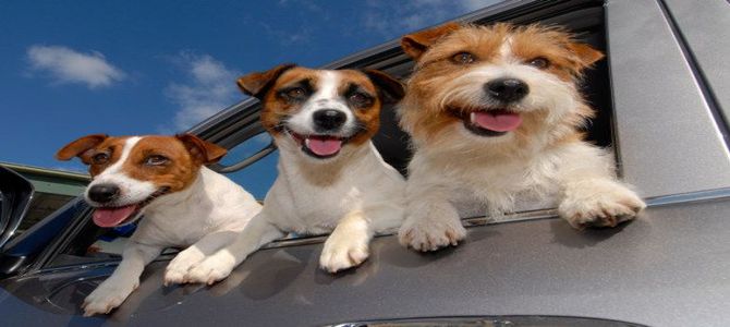 Alla Festa del Cane sfilano cani di razza ma anche meticci