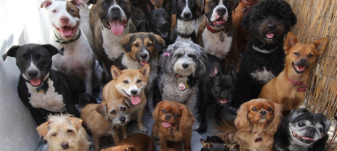 foto Bonus Dog 2