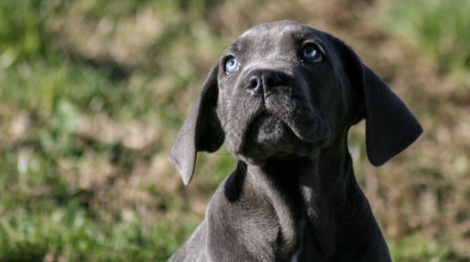 jack