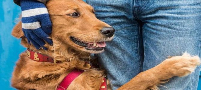 Loubie, il cane che dona abbracci ai newyorkesi