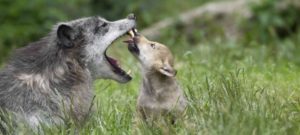 lupa con cucciolo e1486070232138