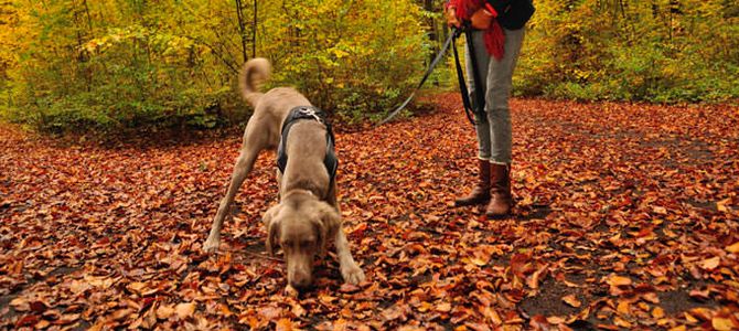 Corso di Mantrailing per i cani molecolari