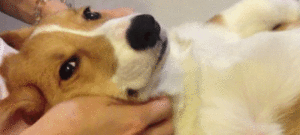 massaggio cane e1487535610612