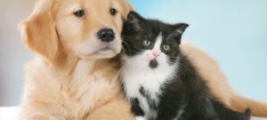 muta cani2 e1486587232857