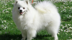 volpino e1485984291343