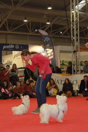 IMG 7235 e1489996863413