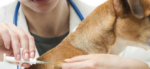 MicroChip Cani e1490822833411