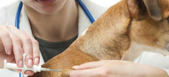 MicroChip Cani e1490822833411