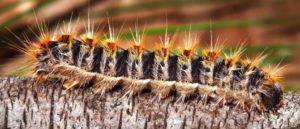 Processionaria e1490303268465