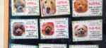 Rent a Dog e1488922738229
