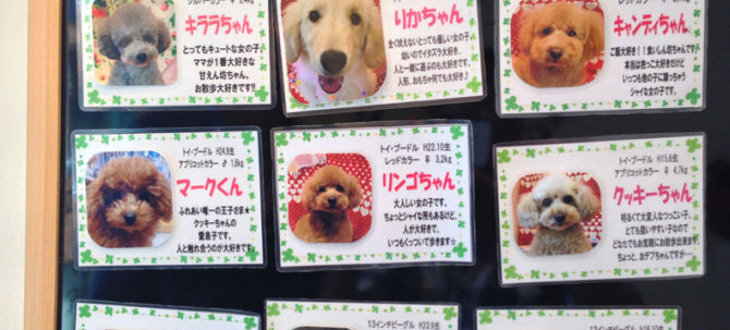 Rent a Dog e1488922738229