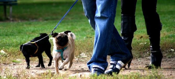 a spasso con il cane salute e1489962481847