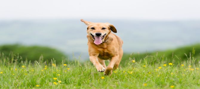 Nuova area di sgambatura per cani a Jesolo