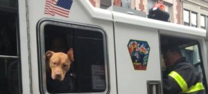 ashley rescue2 e1488717642396