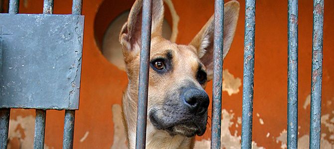 Tutti adottati i cani trovati e sequestrati da un garage a Belluno