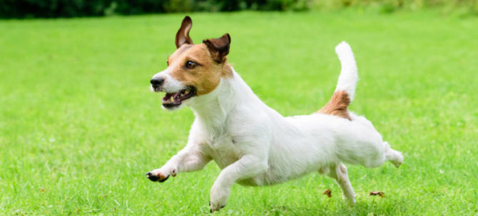 cane e1491081623884