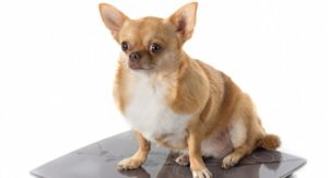 cane grasso e1490469954408