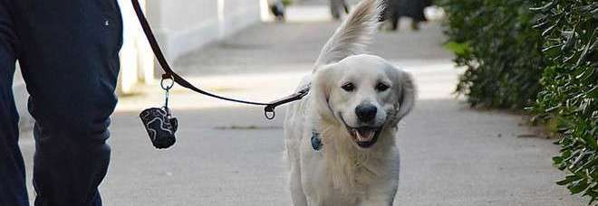 cane guinzaglio con sachetti