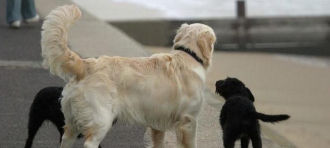 cane scodinzola e1488562875164
