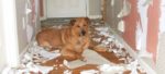cane solo 3 e1489399134128