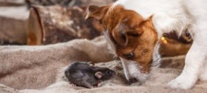 cane topo e1489081109265