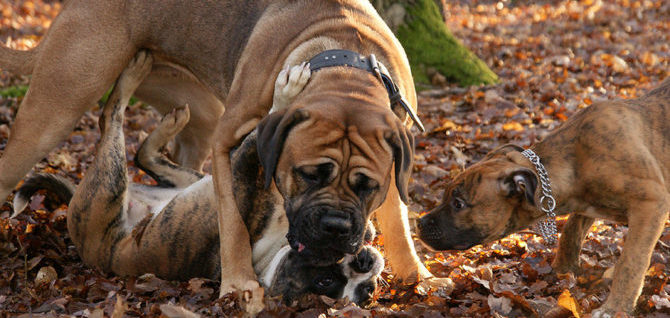 Il comportamento e la gerarchizzazione nel cane adulto