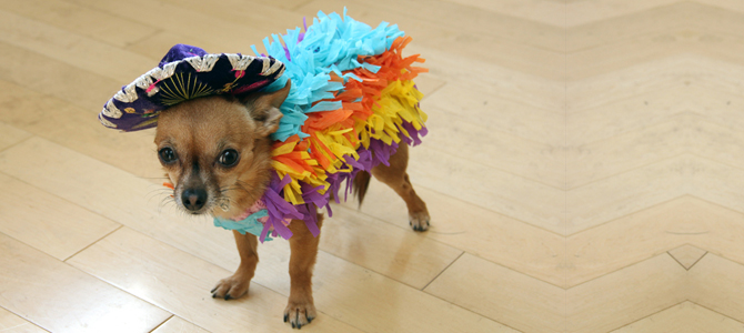 cane carnevale