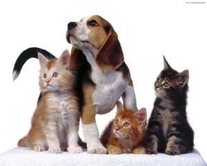 cane e gatti1