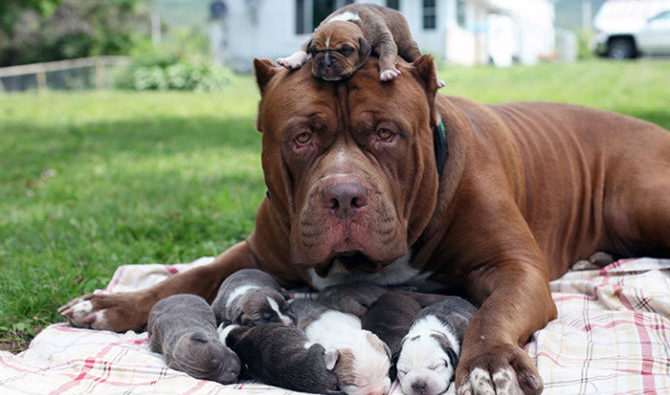 Il distacco del cucciolo dalla madre