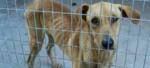 cani liberati da dog s hotel trani e1488734724307