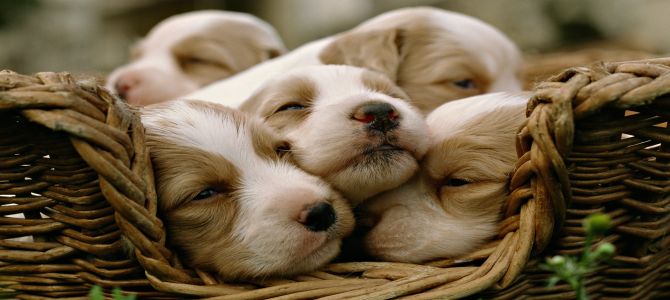 cuccioli 1