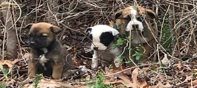 Un cane poliziotto e il suo padrone salvano cuccioli abbandonati