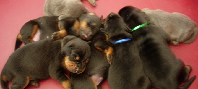 cuccioli e1488320015274