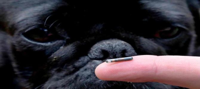 microchip2