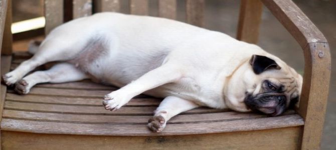 Il cane è obeso? Subito al centro benessere!