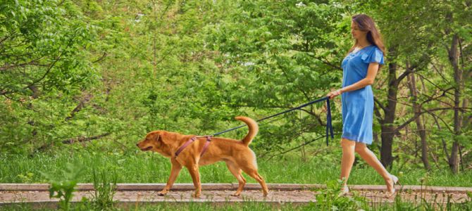 Ad Acqui Terme distributori di palette e sacchetti per i bisogni dei cani