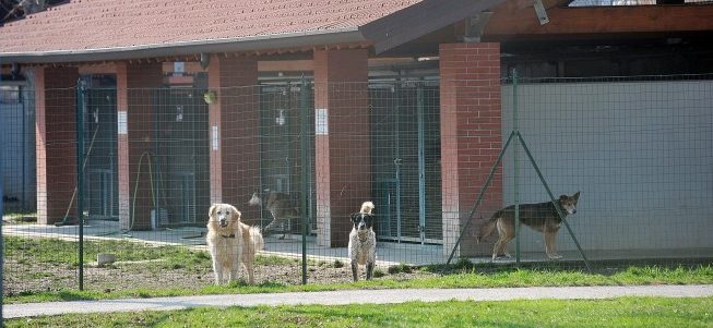 parco canile milano e1489519430174